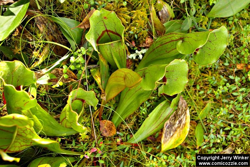 Carnivorous pitcher plants in the bog.