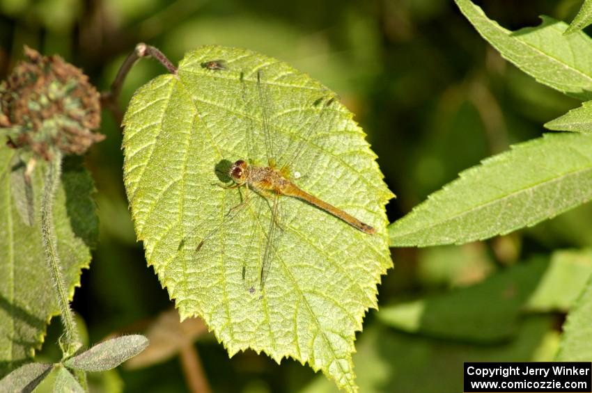 A very dusty dragonfly and fly on a wild raspberry bush beside the road on SS11.