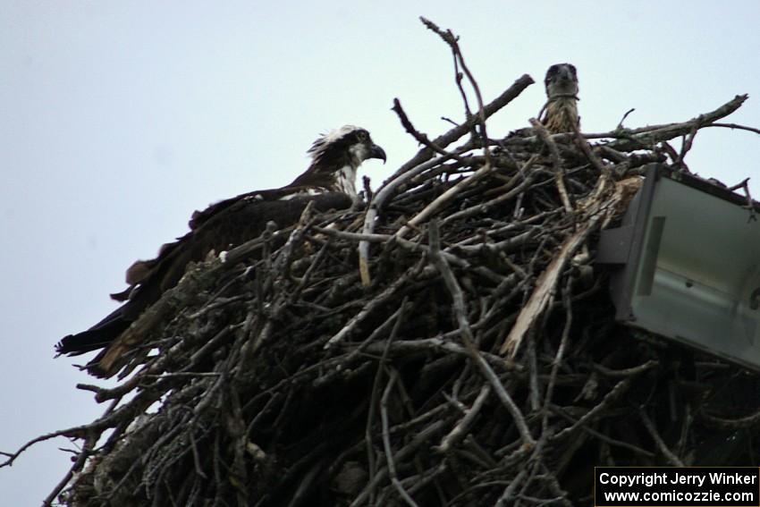 Mother osprey and eaglet