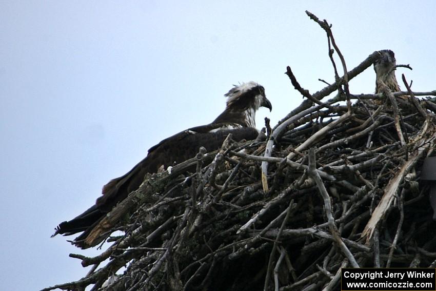 Mother osprey and eaglet