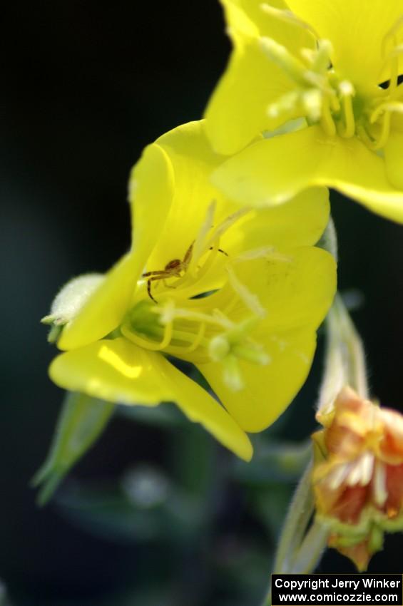 A spider awaits prey inside of a flower at turn 3