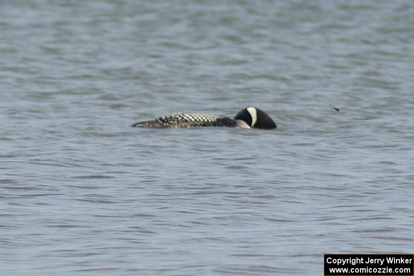 Common Loon