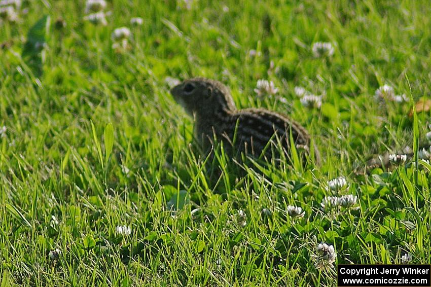 Thirteen-lined ground squirrel