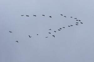 Pelicans headed south