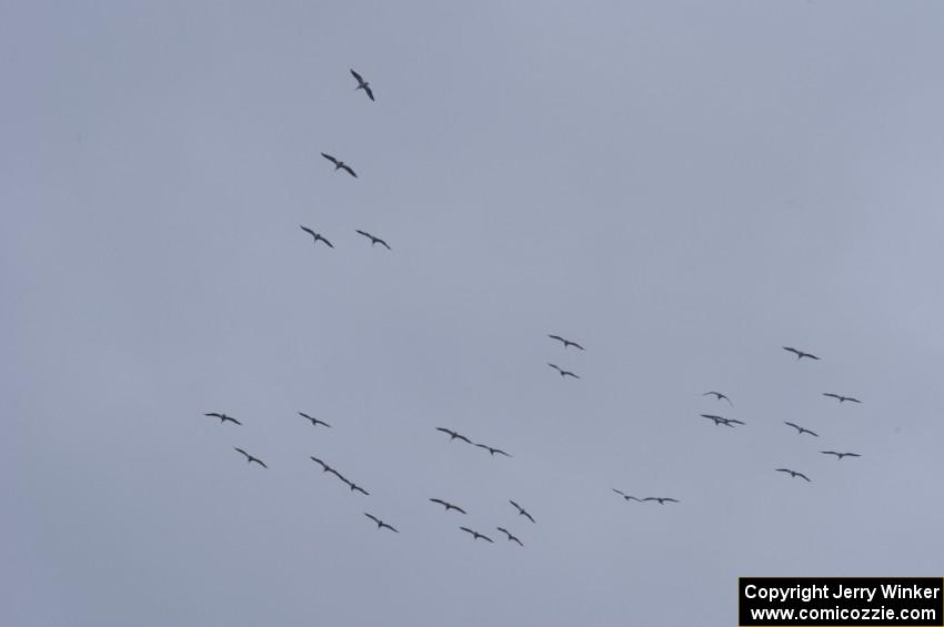 Pelicans headed south