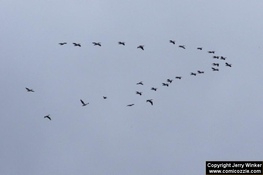 Pelicans headed south