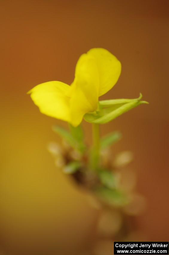 A late fall flower blossoms