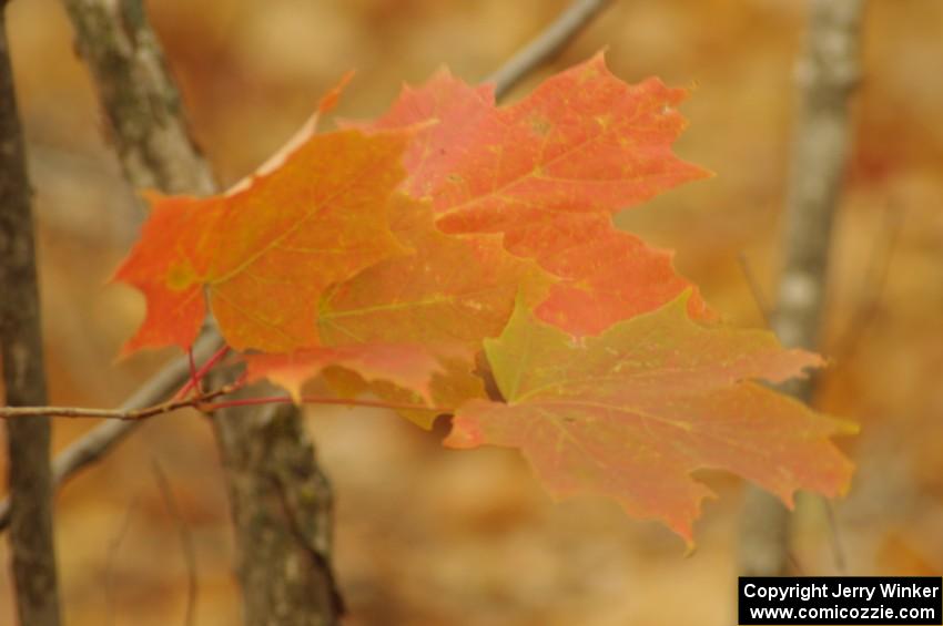 Maple leaves in the breeze