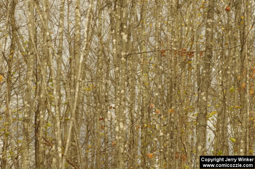 Bare poplar trees at the side of the road on SS16 (Arvon Tower 2)