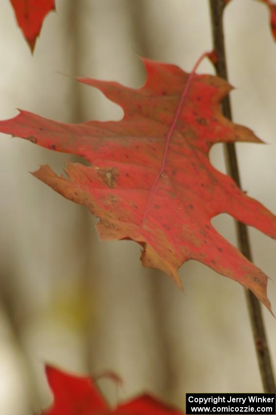 Oak leaf in the breeze