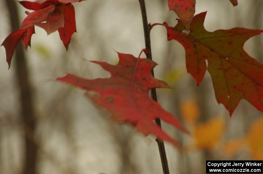 Oak leaf in the breeze