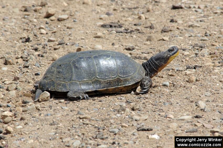 A large Blanding's Turtle in the track's infield.