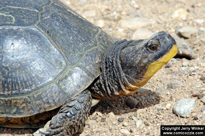 A large Blanding's Turtle in the track's infield.