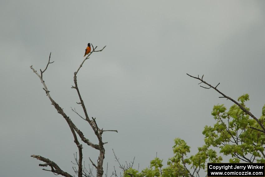 A Baltimore Oriole sings high in the treetop at turn 3.