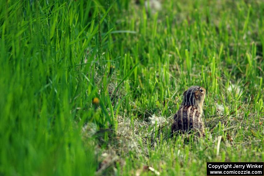 A Thirteen-lined Ground Squirrel runs from the noise.