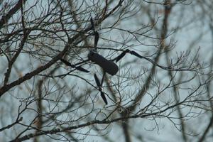 A drone gets caught in a tree at the spectator point on SS9, Arvon-Silver I.