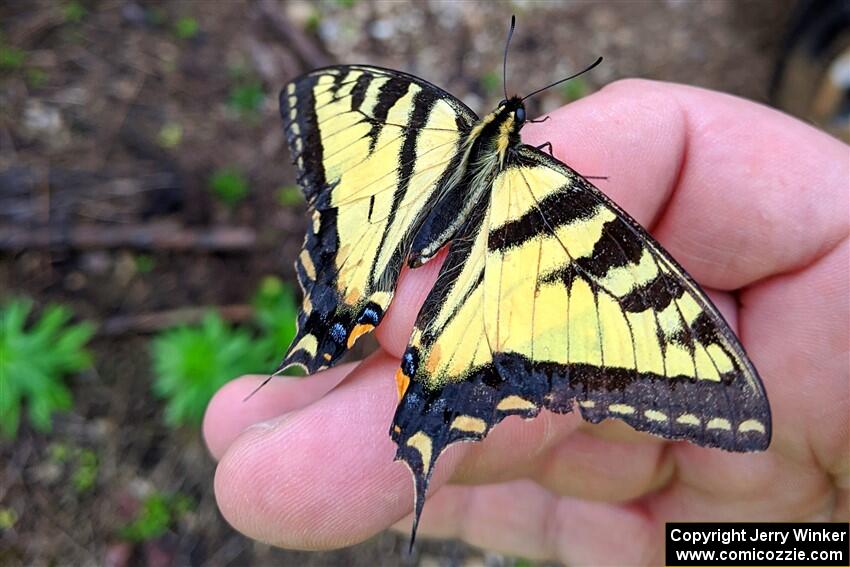 Canadian Tiger Swallowtail Butterfly