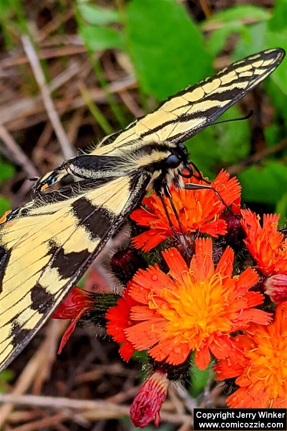 Canadian Tiger Swallowtail Butterfly