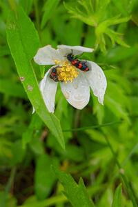 Flower beetles on a wild geranium.