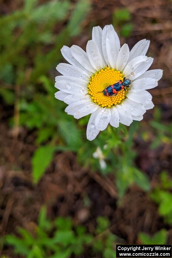 Flower beetles on a daisy.