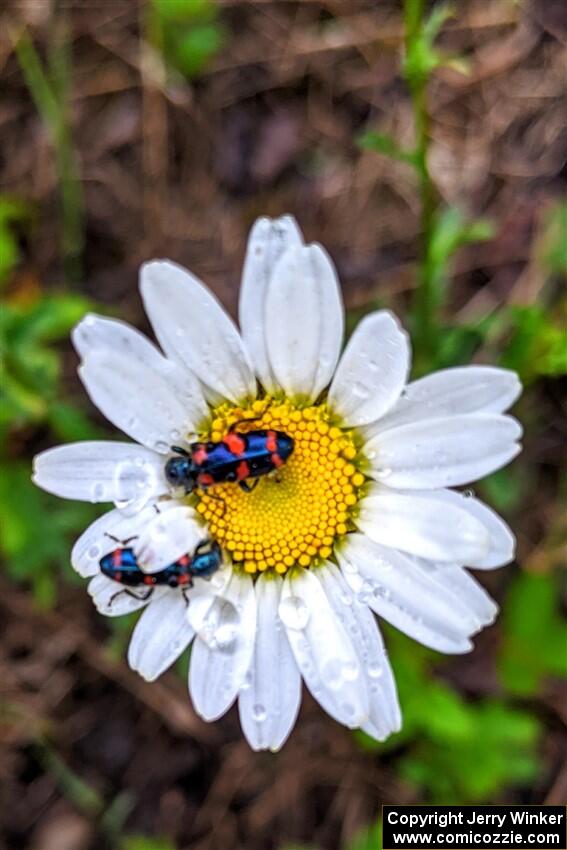 Flower beetles on a daisy.