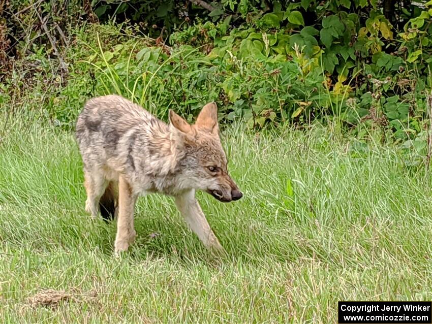 Coyote by the side of the road.