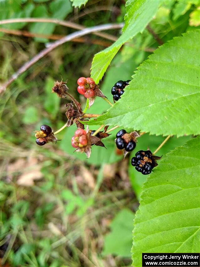 Wild Raspberries