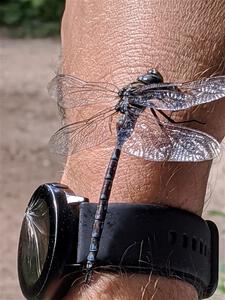 Canada Darner Dragonfly