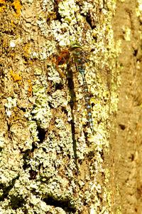 Lake Darner Dragonfly