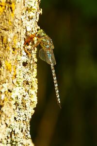 Lake Darner Dragonfly