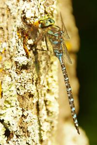 Lake Darner Dragonfly