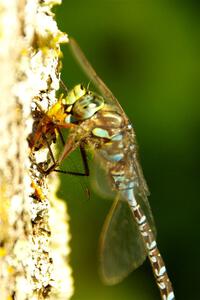 Lake Darner Dragonfly