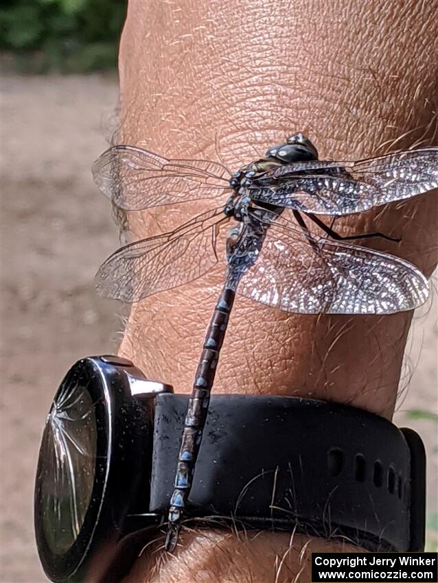 Canada Darner Dragonfly