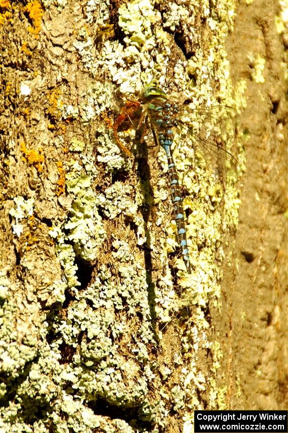 Lake Darner Dragonfly