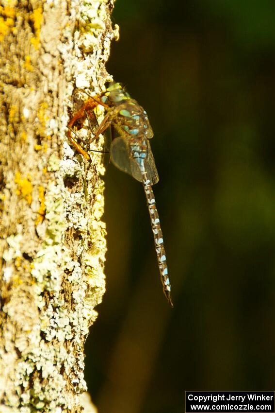 Lake Darner Dragonfly