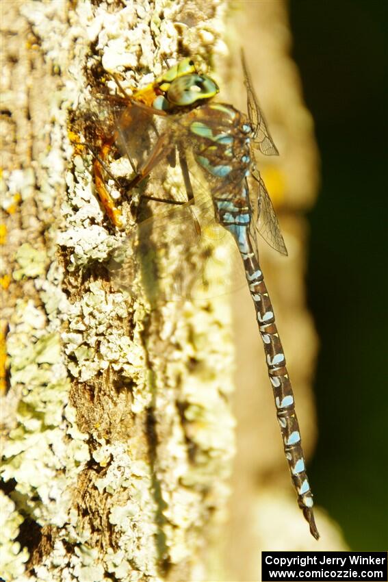 Lake Darner Dragonfly