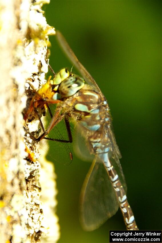 Lake Darner Dragonfly