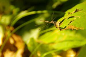 A spreadwing damselfly by the side of the road.