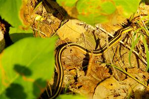 A garter snake by the side of the road.