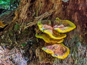 Chicken of the woods growing on a tree.