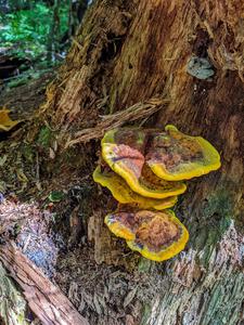 Chicken of the woods growing on a tree.