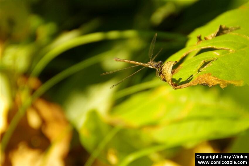 A spreadwing damselfly by the side of the road.