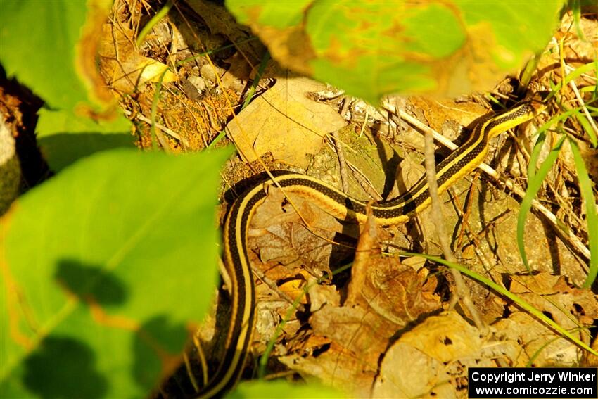 A garter snake by the side of the road.