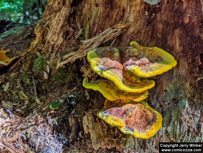 Chicken of the woods growing on a tree.