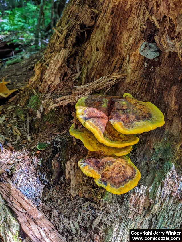 Chicken of the woods growing on a tree.