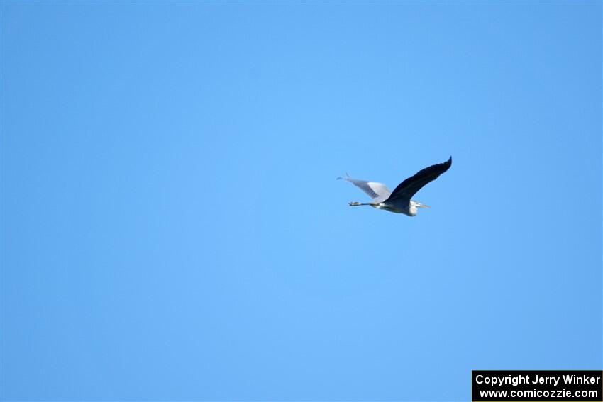 A Great Blue Heron flies overhead.