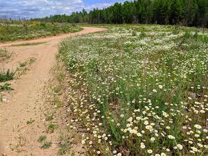 A gorgeous view of a massive field of daisys on SS1, J5 North.