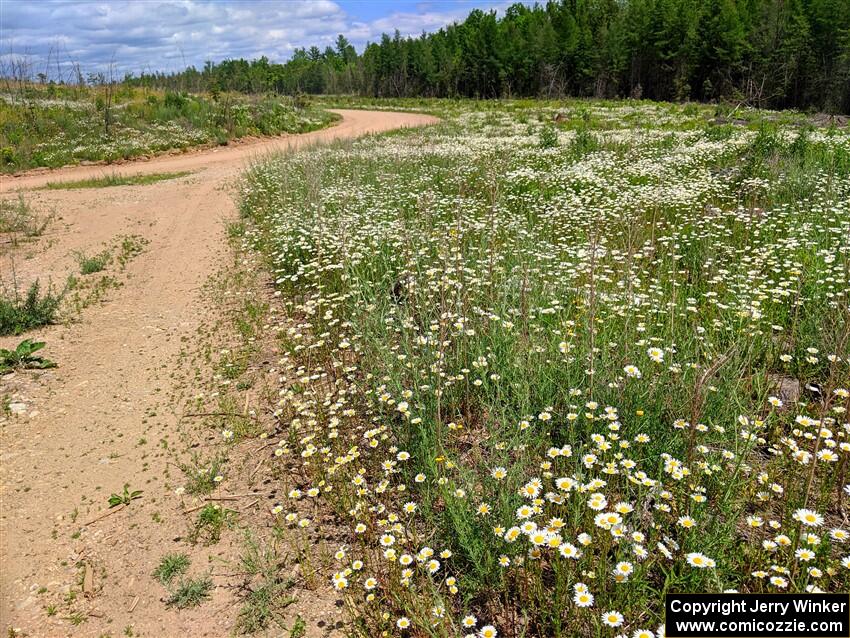 A gorgeous view of a massive field of daisys on SS1, J5 North.