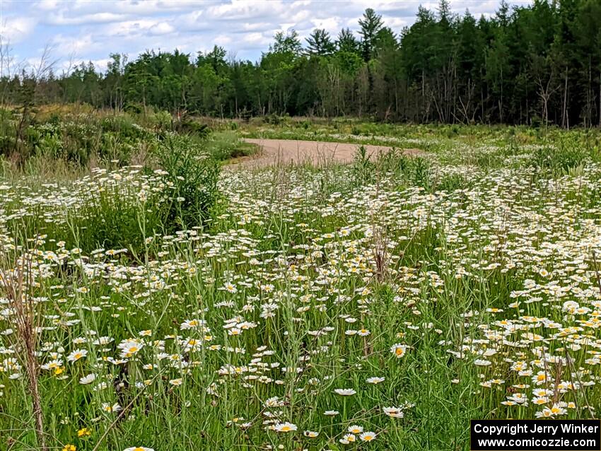 A gorgeous view of a massive field of daisys on SS1, J5 North.