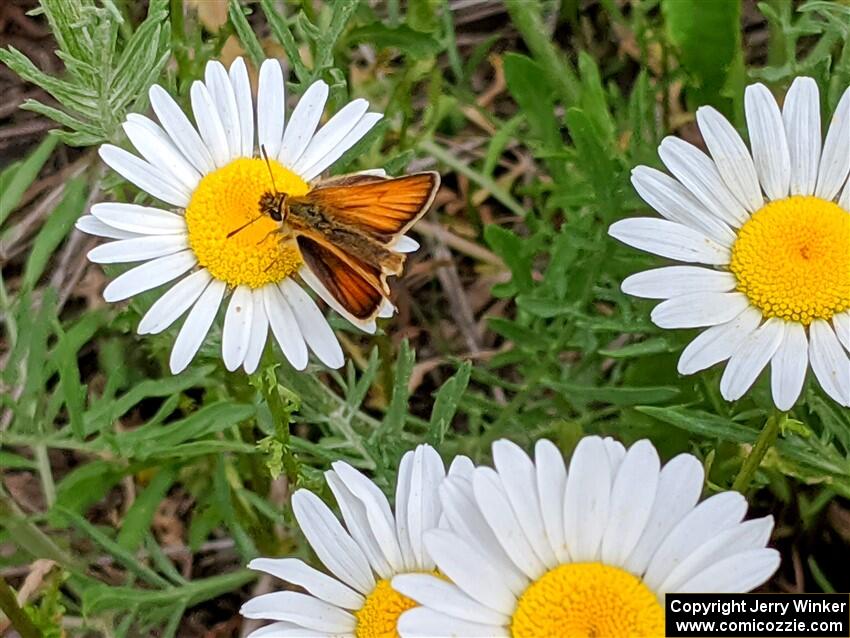 A skipper butterfly on a daisy.